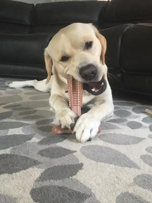 Oral Care Dog Chew Toy – Durable Teething Toy for Puppies & Gentle Chewers